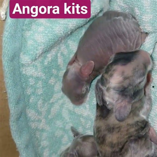 Angora rabbit kits 3 days old. #babies, #Angora, #rabbits, #kits, #little backyard homestead