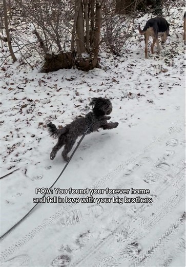 Happy little boy 🥹 #adoptdontshop #dogs #adopted #foreverhome #bolonka