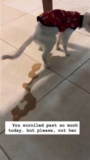 Feline Infectious Peritonitis (FIP), one of the most aggressive and painful diseases a cat can face…