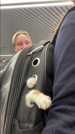Backpack Cat Wants Attention || ViralHog