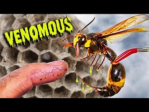 Inside the Hive: 10 Strange Facts About the World of Wasps