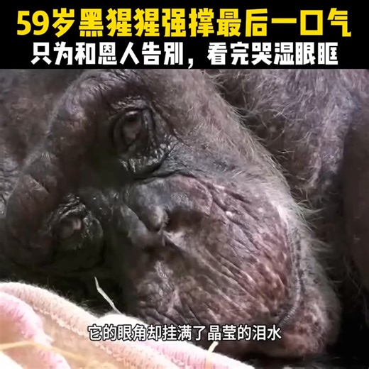 黑猩猩與恩人告別 ......看完1分41秒影片，讓人哭濕眼眶！ | 陳武君