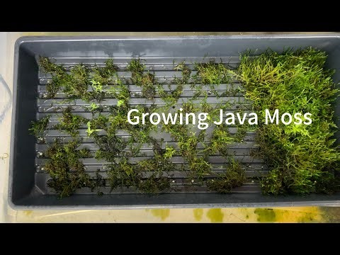 Growing Java Moss for an Aquarium