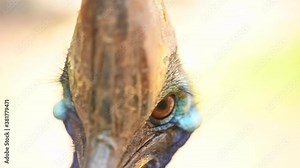 Close up of Southern Cassowary, the largest flightless bird. High quality FullHD footage
