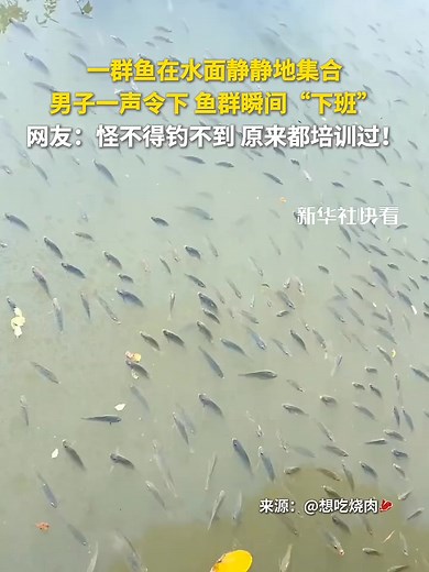 46 reactions · 20 shares | A group of fish gathered quietly on the water. At the man's command, they "got off work" in an instant. No wonder I can't catch them—they've been trained! 一群鱼在水面静静地集合，男子一声令下、鱼群瞬间“下班”。怪不得钓不到，原来都培训过！ | Xueqing Yang | Facebook
