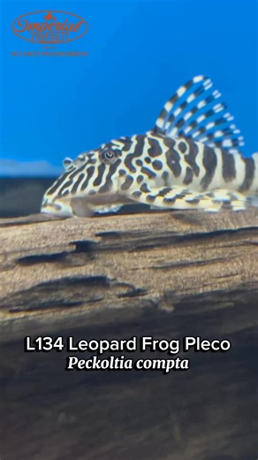 🐸 L134 Leopard Frog Pleco – A Standout Beauty 🐠The L134 Leopard Frog Pleco shows off bright orange tips on its dorsal and caudal fins, with softer orange shades on the pectoral and pelvic fins. 🍊✨ This species thrives on a meat-based diet, but they’ll also appreciate an occasional veggie or algae snack for balance. 🐟🥦🔗 L134 Leopard Frog Pleco at Imperial Tropicals#LeopardFrogPleco #L134 #PlecoLove #ImperialTropicals #AquariumLife #PlecoNation #RareFish #AquariumGoals #CichlidTankMates | Im