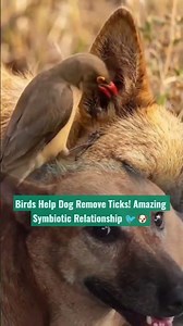 Birds Help Dog Remove Ticks! Amazing Symbiotic Relationship 🐦🐶