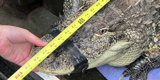 Video shows massive alligator found living in shipping container in Washington state
