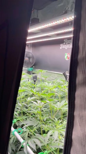 Spritzer - Blüte Tag 13 (Spiderfarmer Grow-Setup)