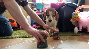 12K views · 487 reactions | Watch how beagle Charlie mastered the art...