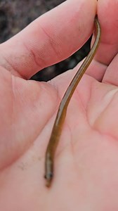 Afternoon Everybody Kyla with a Pipe Fish... | MR FISH