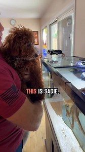 🐙 Meet Tommy the octopus, the ultimate explorer! Watch as he cleverly opens a container to play with crabs. So smart and playful! #OctopusAdventures #pets #crazyanimals | Jb.today