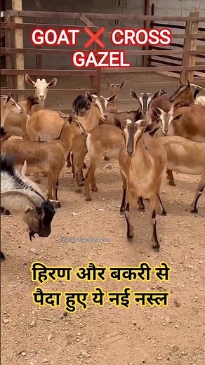 GOAT ❌ CROSS GAZEL 🦌 HYBRID GOAT'S 🐐 #goat #animals #farming #pets #facts #trustonallah