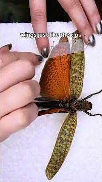 Giant grasshopper (Tropidacris dux) insect taxidermy preservation tutorial #locust #insect #acnh