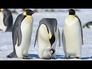 Penguin evolution 🐧