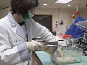 Phase Contrast Magnetic Resonance Imaging in the Rat Common Carotid Artery