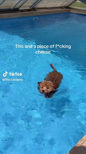 Swimming with My CavaPoo Puppy and Cheese Fun