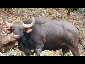 Indian gaur muscle beast.... 🐄 #Indiangaur #wildlife