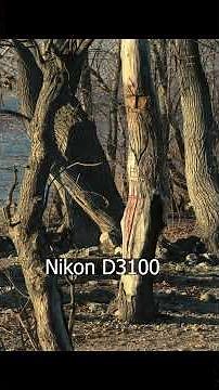 На что способен Nikon AF-S DX Zoom-Nikkor 18-70mm f/3.5–4.5G ED-IF в 2026 году? #nikon #zoomlens