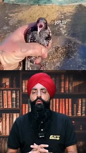 Starling Birds: Uncovering the Secrets of their Social Behavior! 🐦🔍 #StarlingBirds #Murmuration #BirdWatching #NatureLovers #WildlifeWonders starling birds, murmuration, bird watching, nature lovers, wildlife wonders. | Jot Tv Media