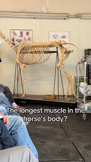 Understanding the Longissimus Dorsi Muscle in Horses
