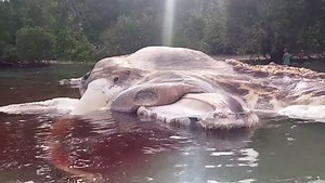 Scientists identify 50-foot creature that washed up on an Indonesian beach
