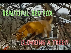 Beautiful red fox falls off a tree in the search for some food