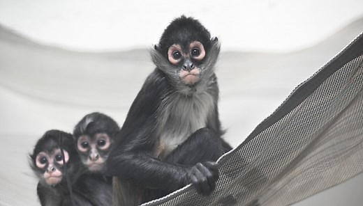 Endangered spider monkeys settle in at Brookfield Zoo Chicago after rescue from wildlife trafficking