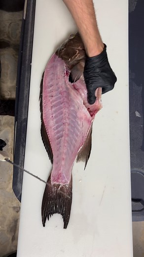 Second side of a Scamp Grouper! #scampgrouper #grouper #grouperfishing | Reed_thefishmonger