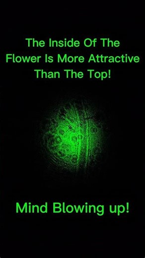 Mind-Blowing 499x Zoom on Flower Pollen! 🌸 | Microscopic Hidden World Revealed #science #experiment