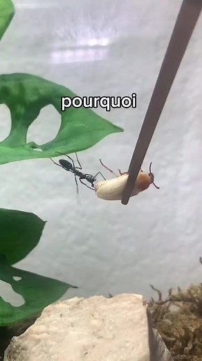 Mes fourmis chasseuses ASIATIQUES en pleine action ! 😱🐜💥 | Gigafourmis