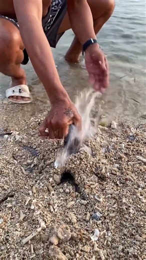Unbelievable! Pulling a Hidden Octopus Out of the Sand at the Beach 🐙🤯