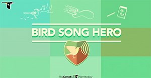 Learn How to Bird by Ear With Our Bird Song Hero Game