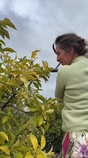 Citrus Tree Care Guide: Pruning, Fertilizing, and Nurturing Tips