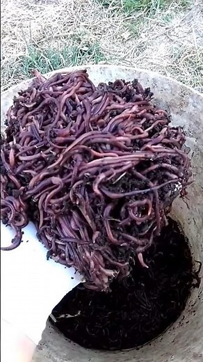 Fresh earthworms: how and where to find them #agrimovie #agrienatura #emiagridiy