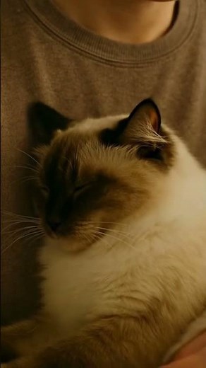 Ragdoll Cats Were First Bred for Their Sweet Personality — Not Their Looks!