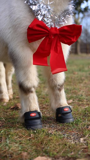 Santa’s reindeer in training 🎅🏼🎄 #easycare #easycareinc #easyboot #easyshoes #easyboots #mini #minihorse #miniaturehorse #minihorsesofinstagram #horsereels #christmas #christmasreels #holidayspirit #tistheseason #happyholidays #merrychristmas #santa #happypony #hoof #hoofcare #horsehoof #hoofprotection #hoofboots #hoofbootsforhorses #horsereels #poniesofinstagram #christmashorse | EasyCare Inc. Protective Hoofwear