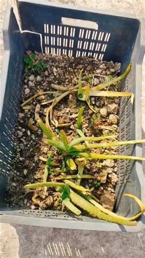 This is the only reason why I forgot everything......☘️🍀☘️🍀