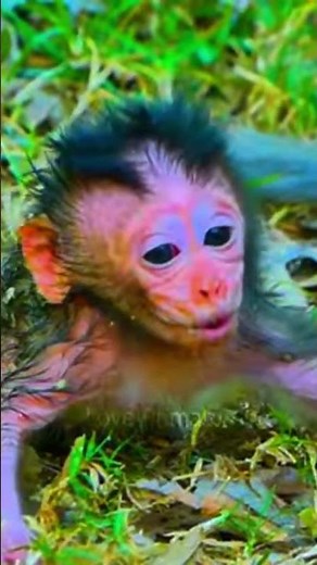 A newborn baby monkey is crying for its mother.