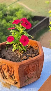 67K views · 745 reactions | Vinca Plant Care Tips for Maximum Blooms!...