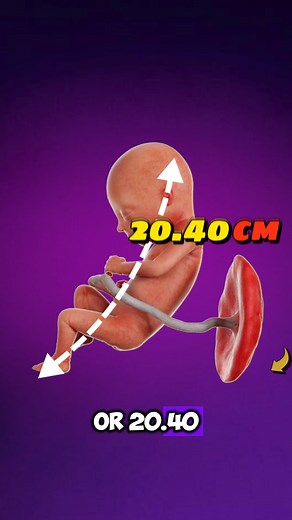 How Big is Your Baby at 17 Weeks? | Pregnancy to parenting