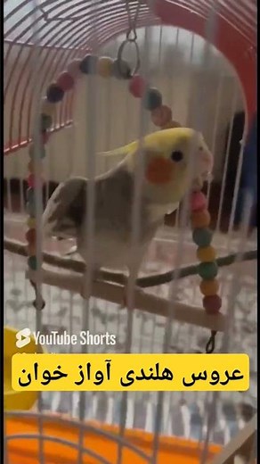 صدای اواز این عروس هلندی اول روز میچسبه😍 cocktatiel voice | طوطی عروس هلندی من لئو #عروسهلندی #birds