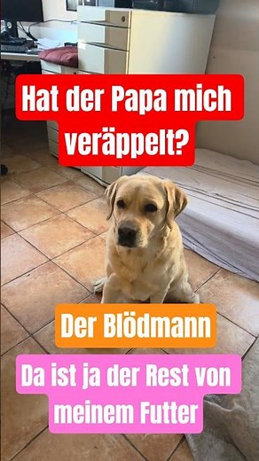 🤔😲 Hat der Papa mich veräppelt? 🤩 Toni bekommt den Rest vom Futter. #labrador
