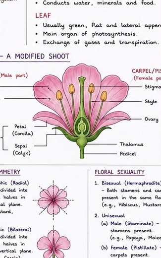 cbse class 11 Morphology of Flowering Plants One Shot Revision | Class 11 Biology| NEET 2027