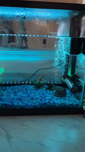2.5K views · 92 reactions | New aquarium setup is officially running!  We’re letting it cycle for a couple weeks before moving the fish so the water stabilizes—no stress, no shock, just a smooth move. And of course, XG the furry supervisor showed up like she owns HR.  #aquariumsetup #furrysupervisor | Simply Blessed Designz | Facebook