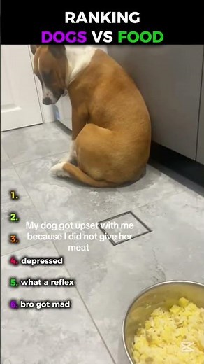 Dogs VS Food🤣