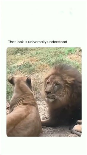 universal code 😂😂#ytshorts #lions #funny #internetmeme