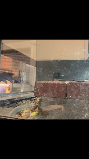 Find a more thorough demonstration on how to add humidity to your Blue Tongue enclosure here: https://youtu.be/10dtbHV5VSg?si=RVjKCh8MW7VmKR1s . #bluetongueskink #skink #skinksofinstagram #bluetonguedskink #tiliqua #chicagopets #bluetonguelizard #reptilebreeder #lizardsofinstagram #husbandry #reptilecare #animalcare #orthodontists #humid #tropical #bluetongue #lizardlove #temperate #tropical #beardie #frilledlizard #leopardgecko #chameleon #gargoylegecko #crestedgecko #humidity #monitorlizard #t