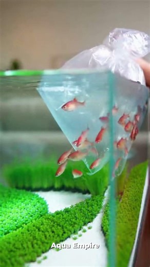 The Satisfying Aquarium Setup Process 🌱🐟 #aquascaping