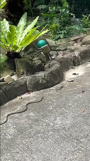 Snake chases lizard down pavement 🐍